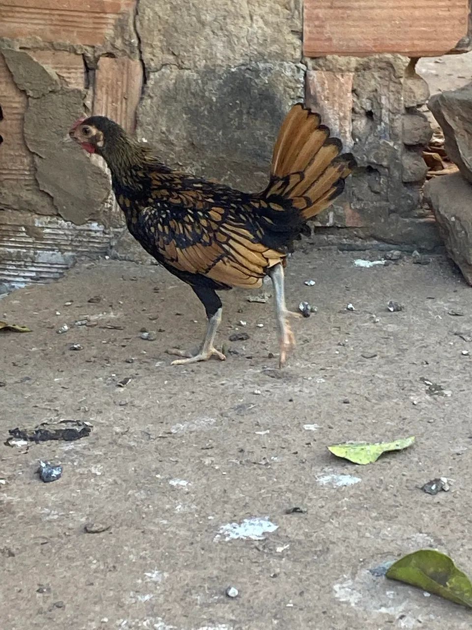 Um terno  - Foto 2
