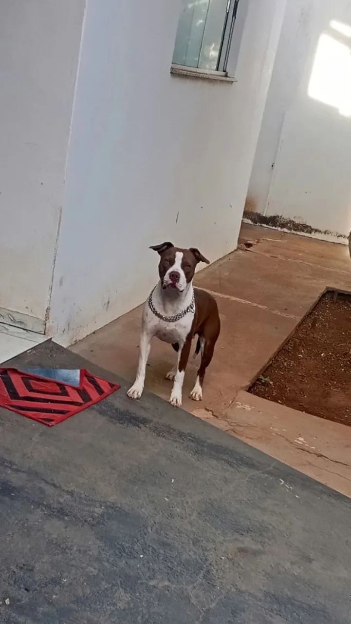 American Pit Bull terrier  - Foto 4