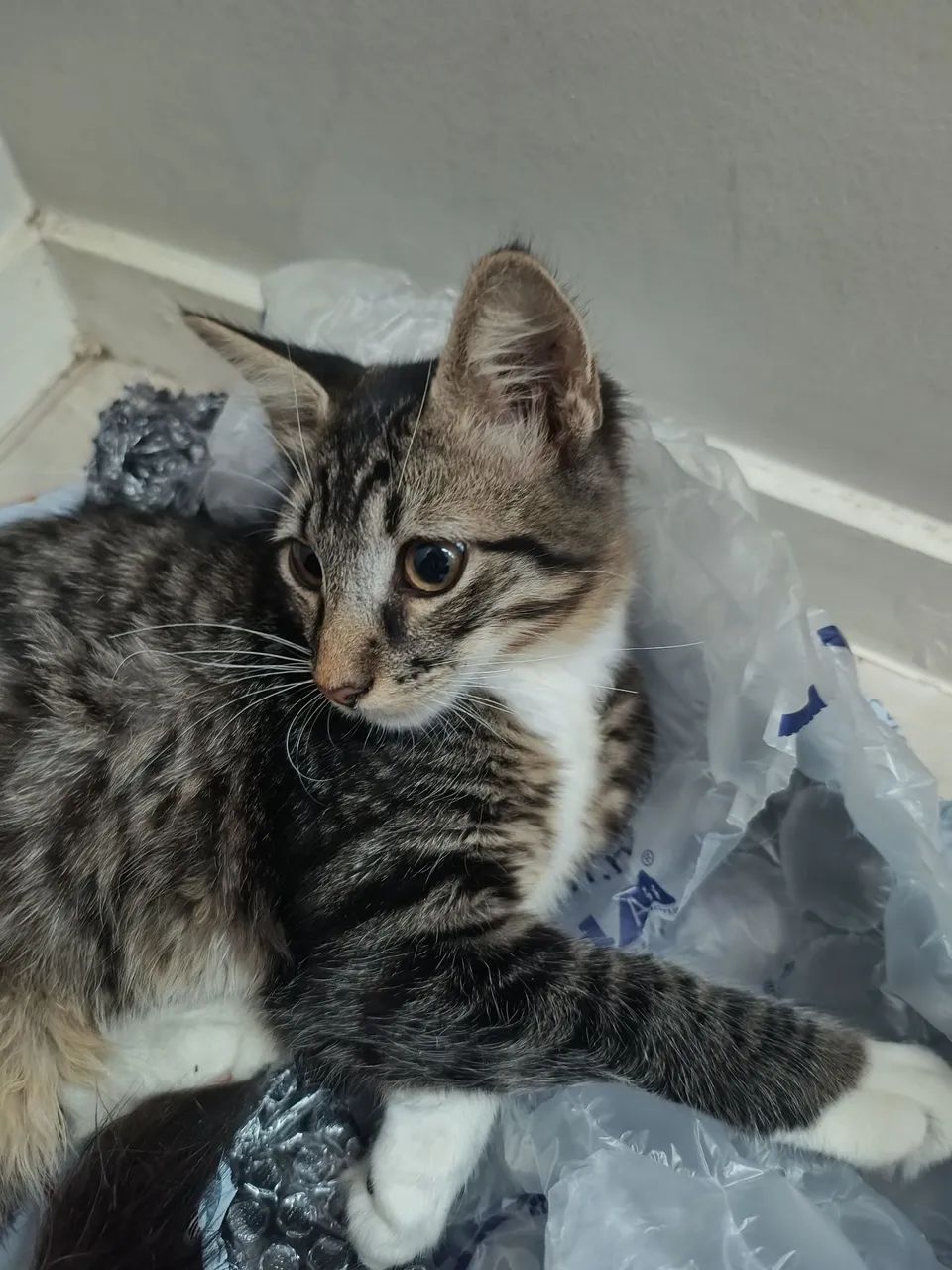 Gatinho Macho de  4 meses para adoção  - Foto 5