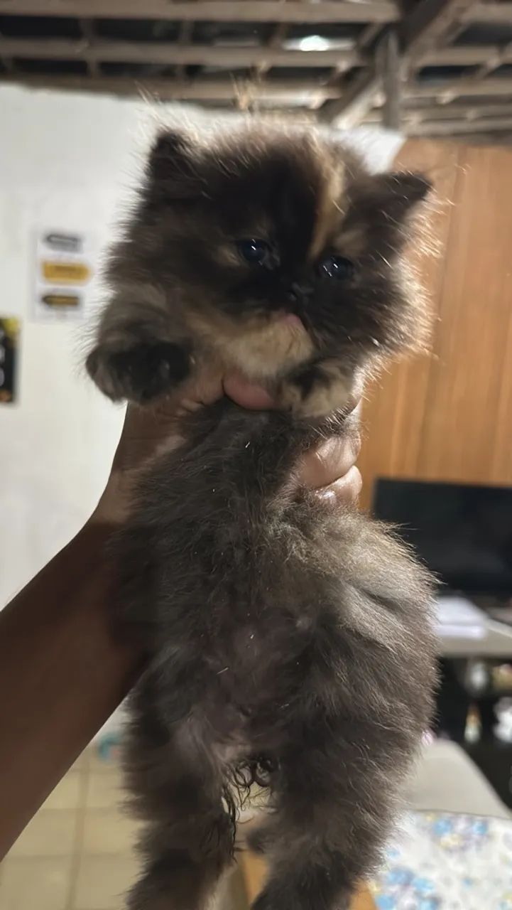 Vendo Gato Persa Legítimo  - Foto 3