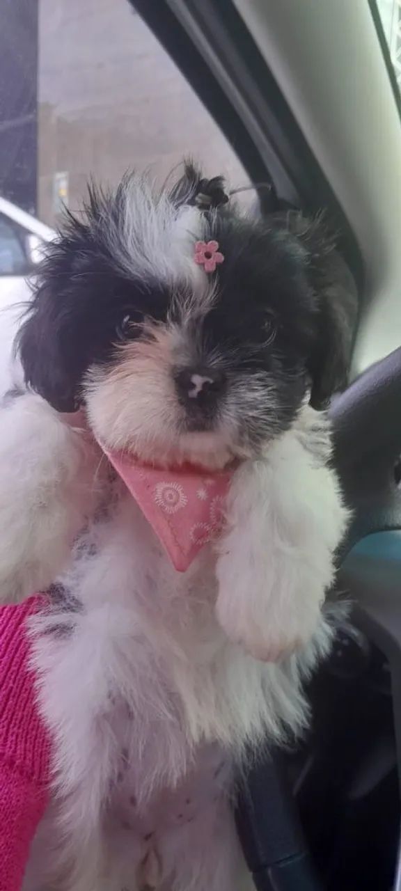 Cachorra shihtzu