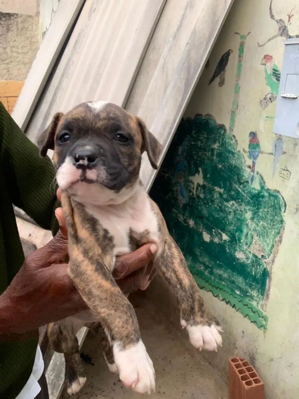 Filhotes American Bully - Foto 3