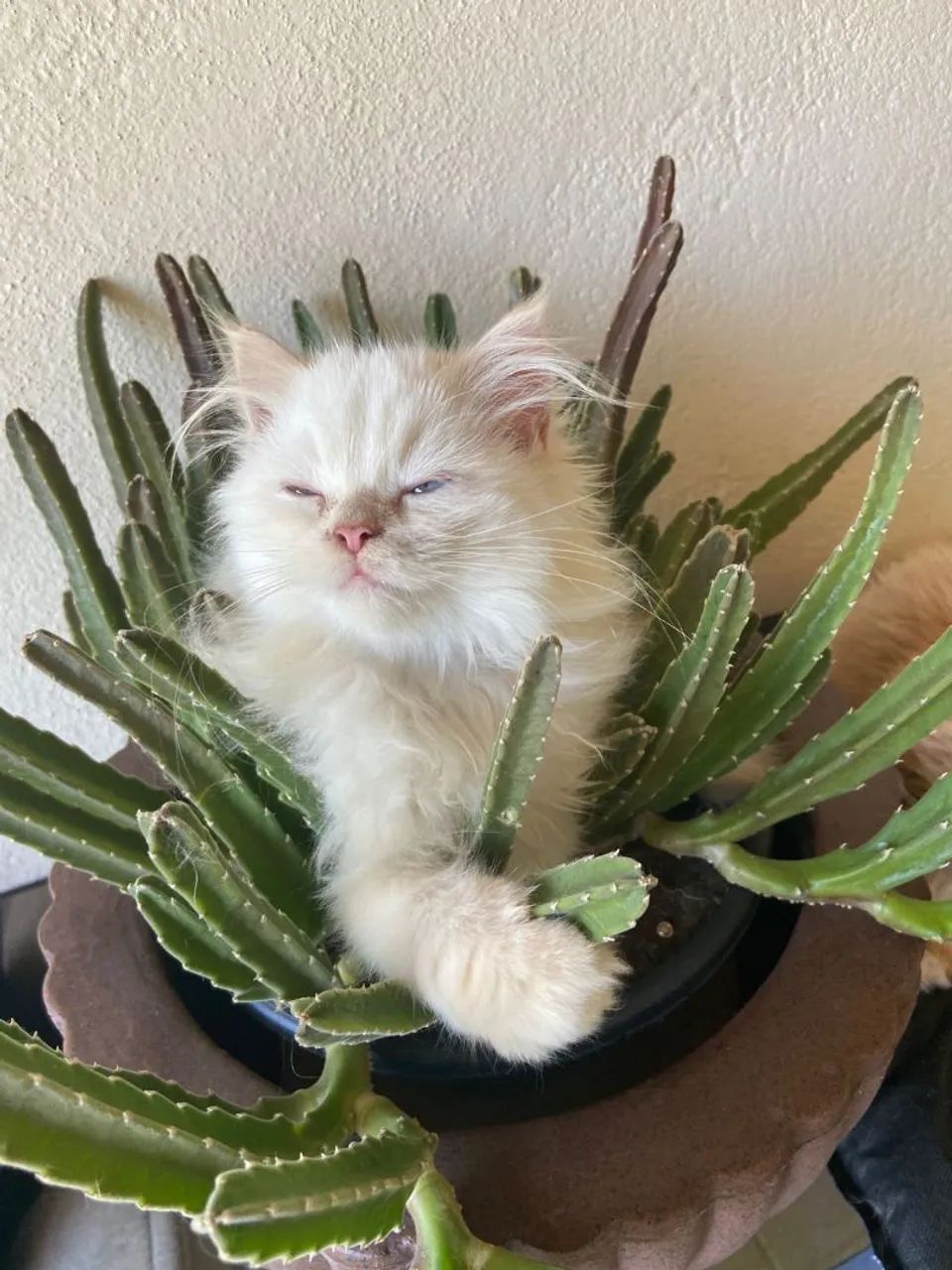 Filhote gato persa - Foto 2