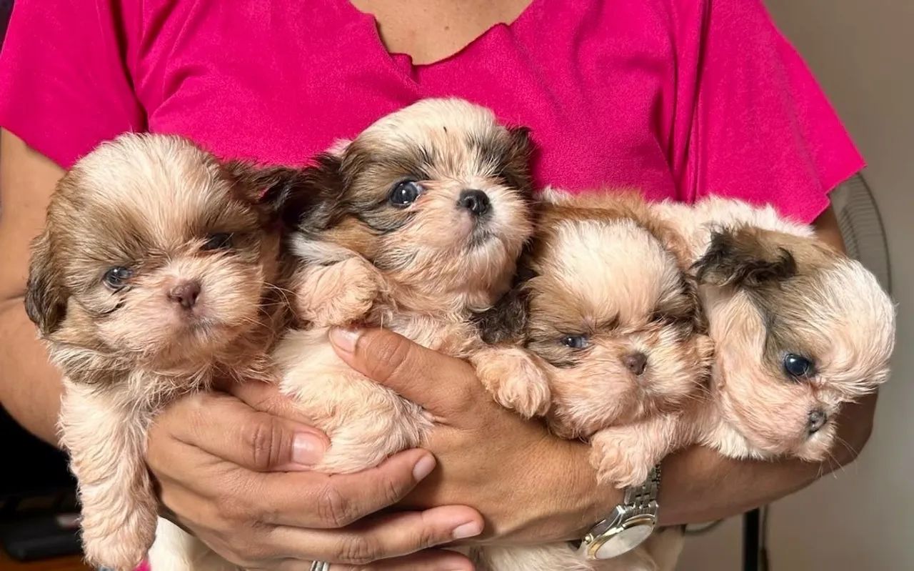 Shihtzu macho e fêmea 
