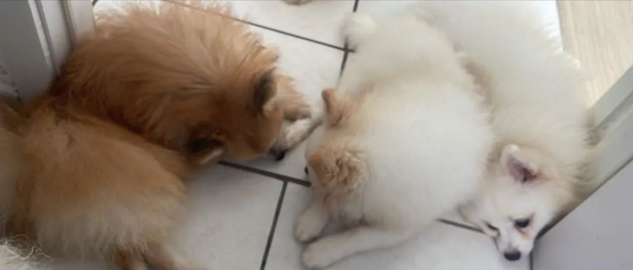Cachorro  - Foto 3