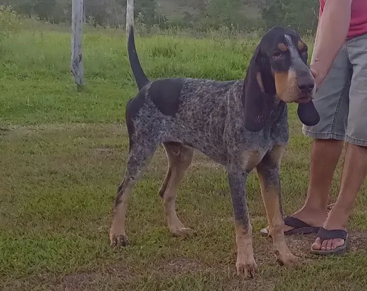 Azul da gasconha 