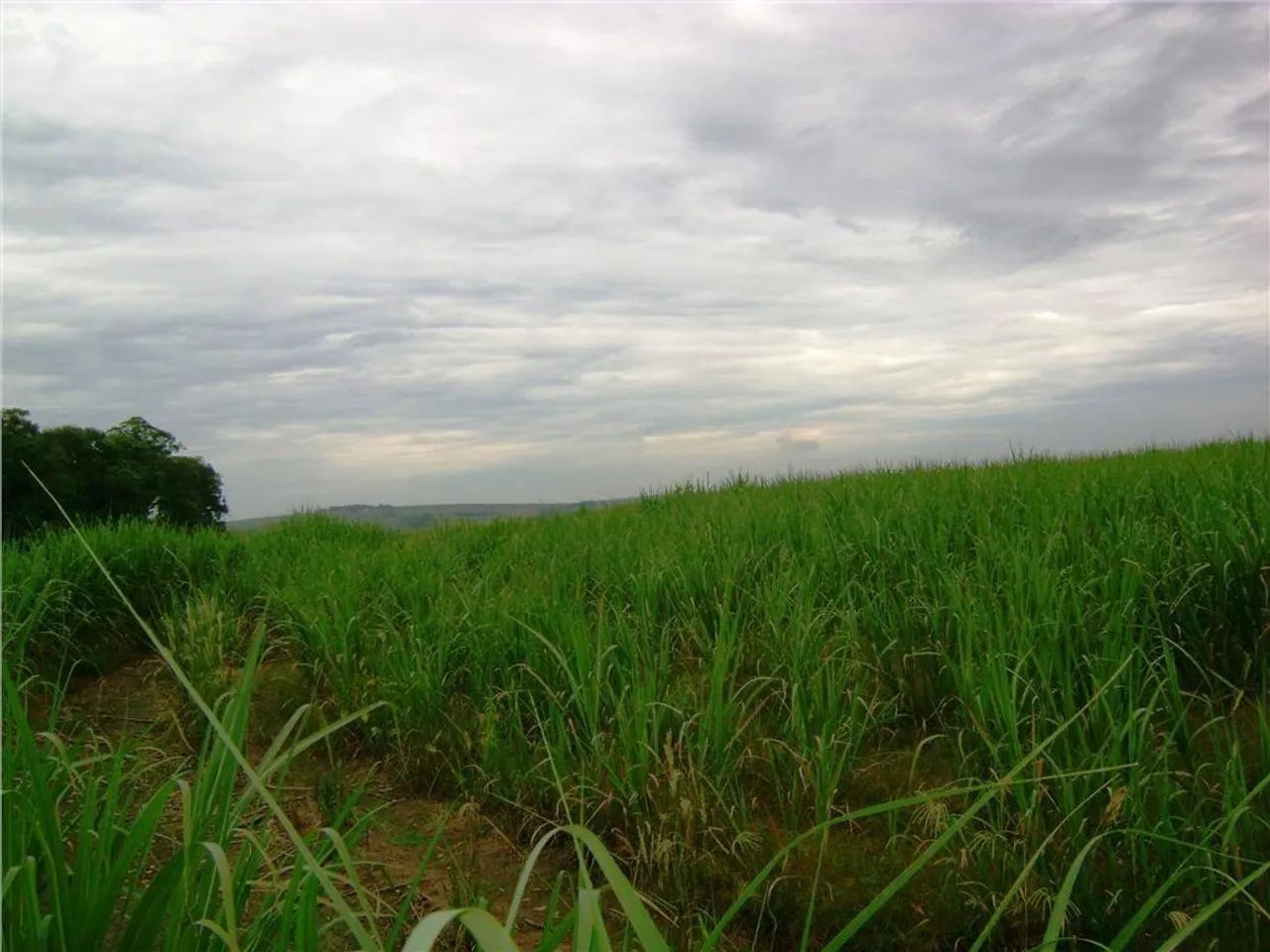 Fazenda à venda em Sumaré, Centro, com 1 quarto - Foto 3