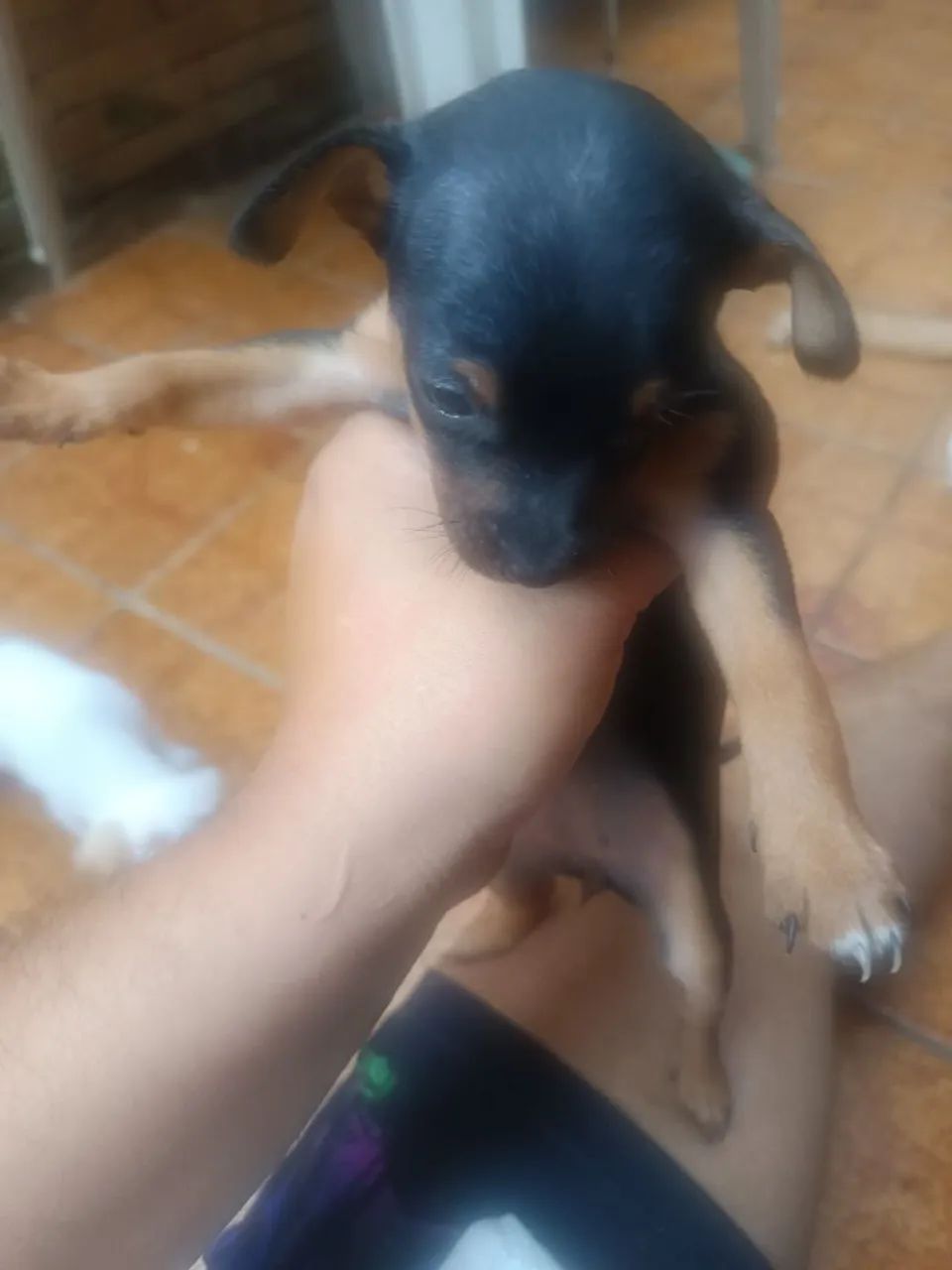 Cachorro pinscher número 01 - Foto 3