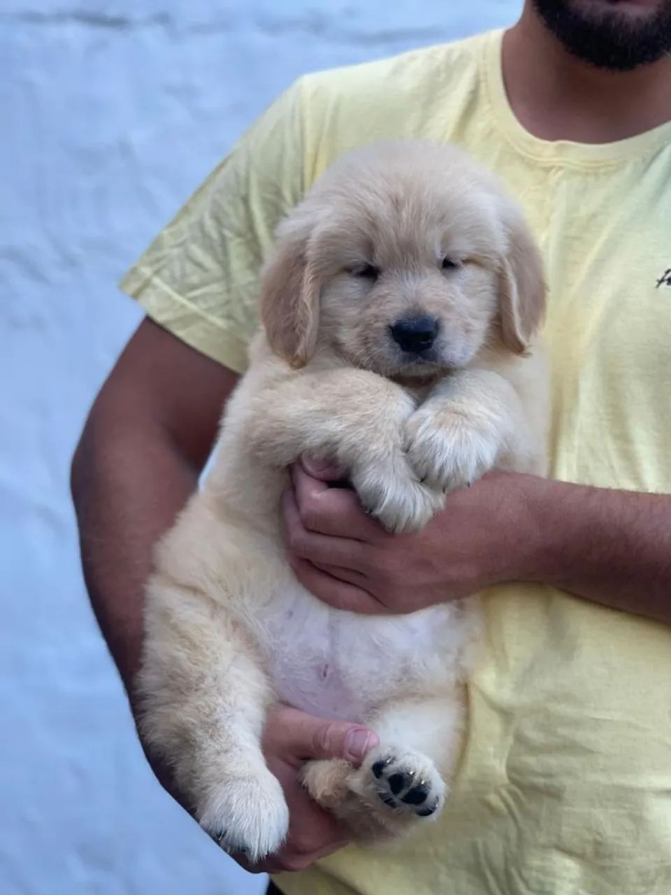 Filhote de Golden Retriever Macho com Pedigree  - Foto 4