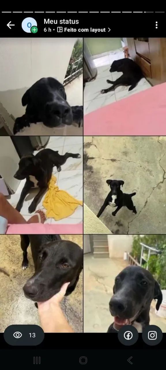 Adoção  - Foto 4