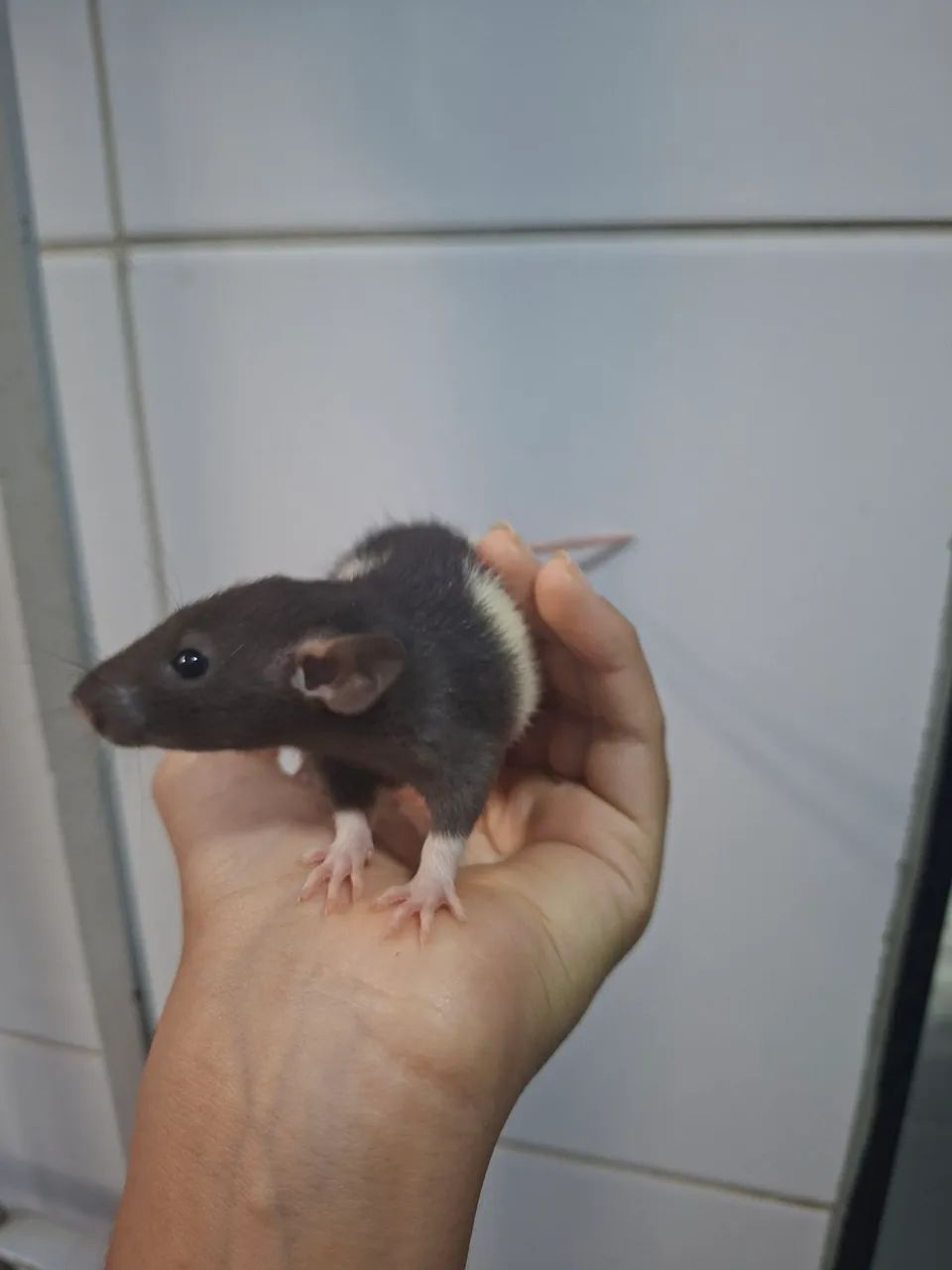 Ratos twisters