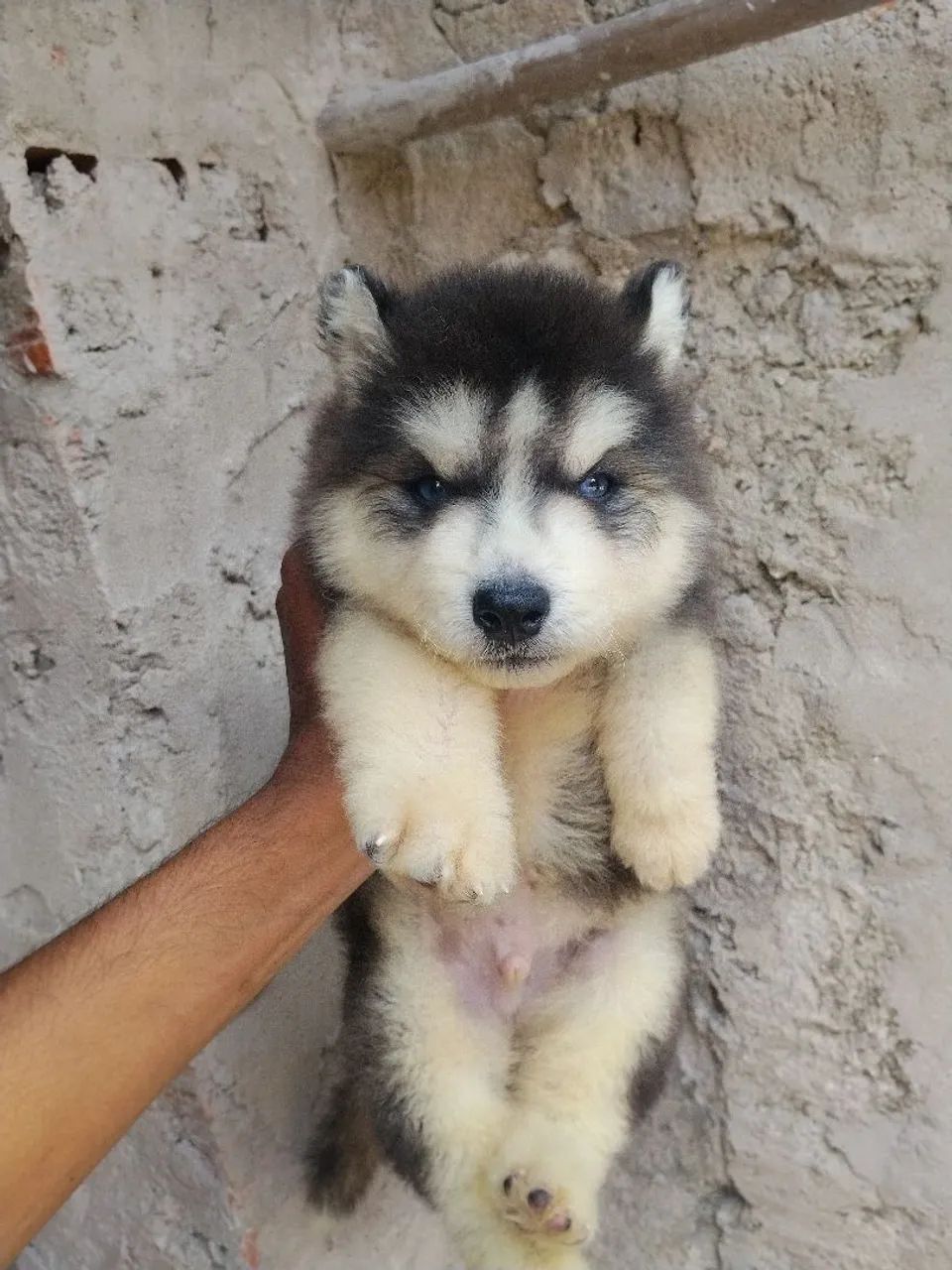 Husky siberiano e Golden - Foto 5