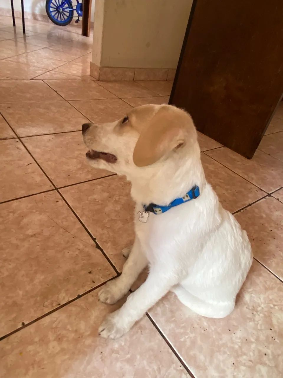 Cachorro para doação  - Foto 2