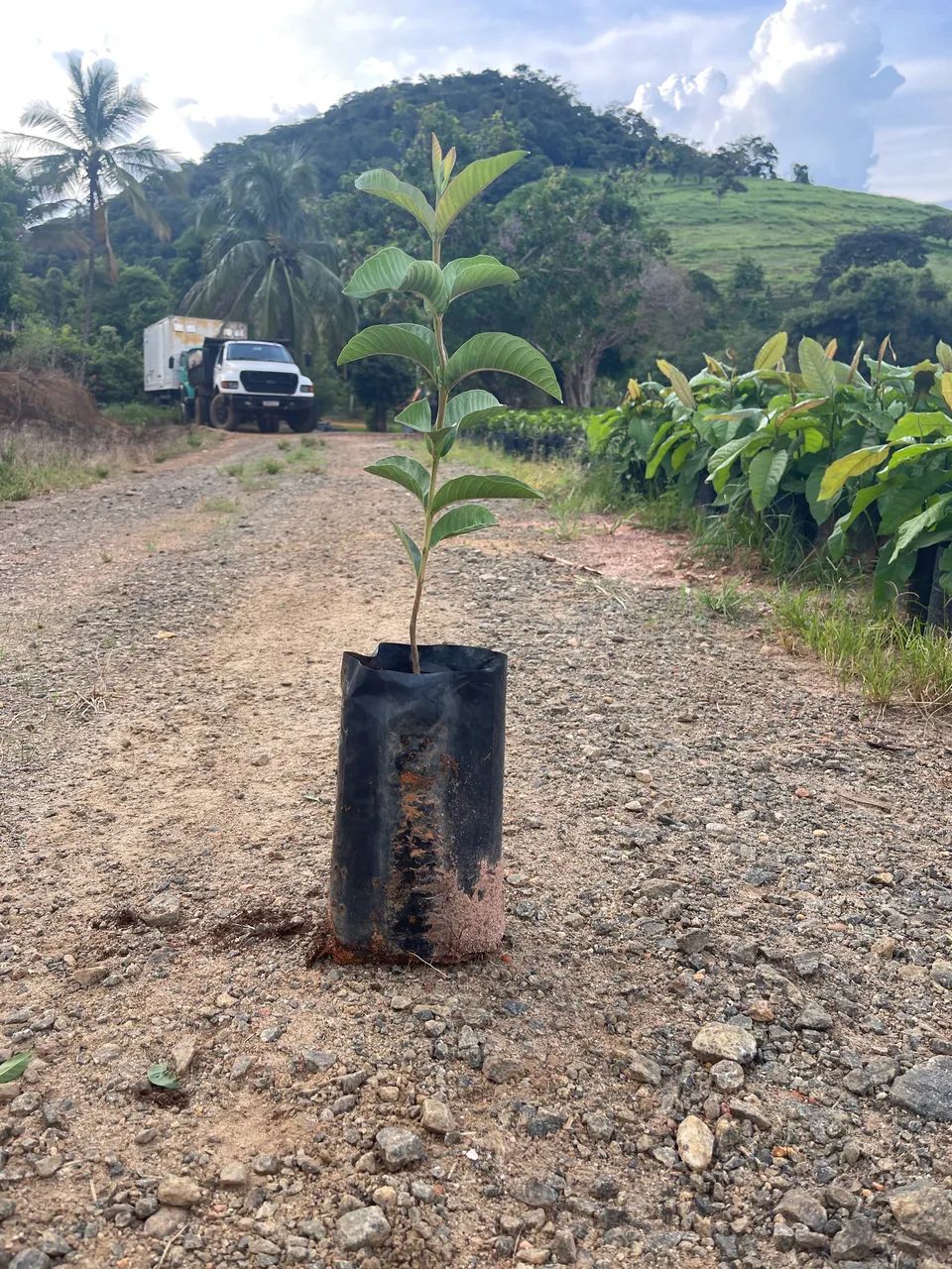 Goiaba - Foto 4