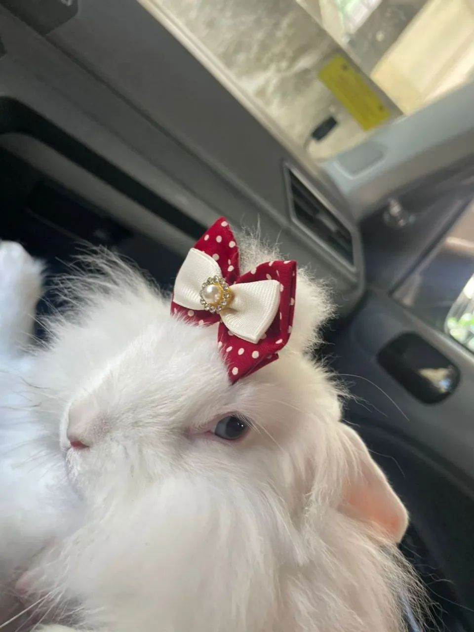 VENDO COELHINHA LION HEAD - FÊMEA 