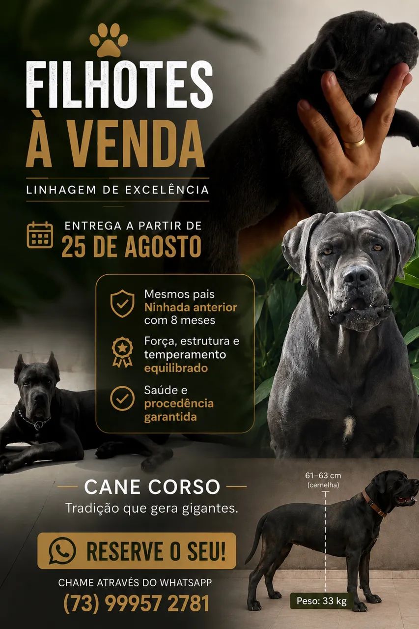 Cane Corso cachorro  - Foto 4