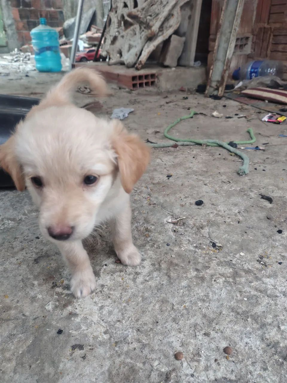 Pets para adoção 