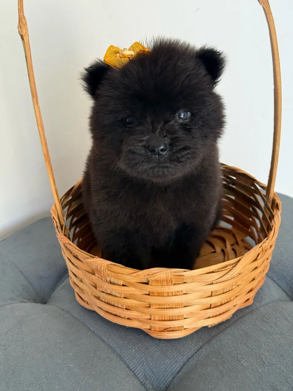 Chow Chow  - Foto 2