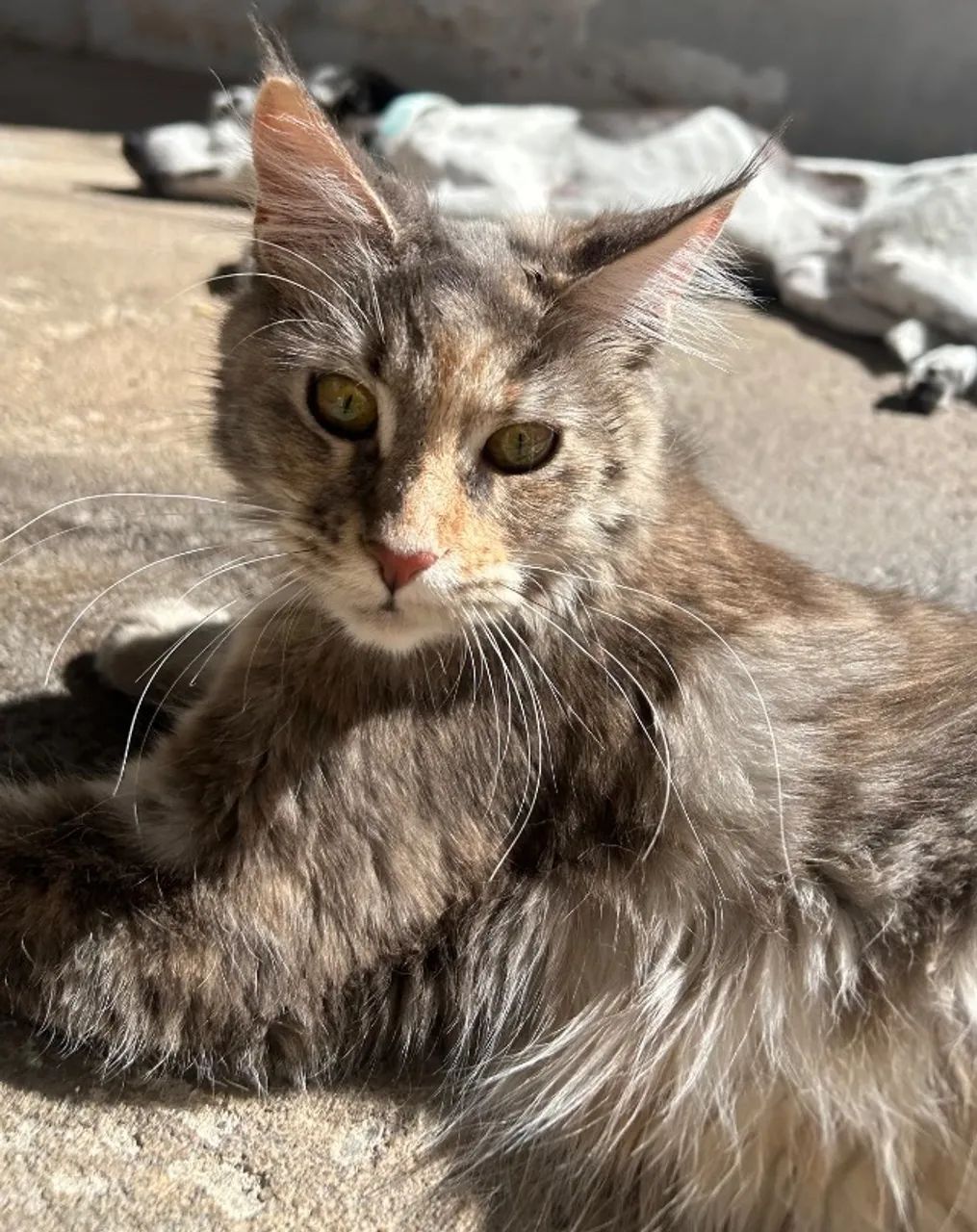 Maine Coon para monta - Foto 4