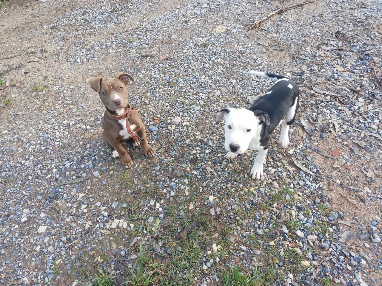 Casal Pitbull 