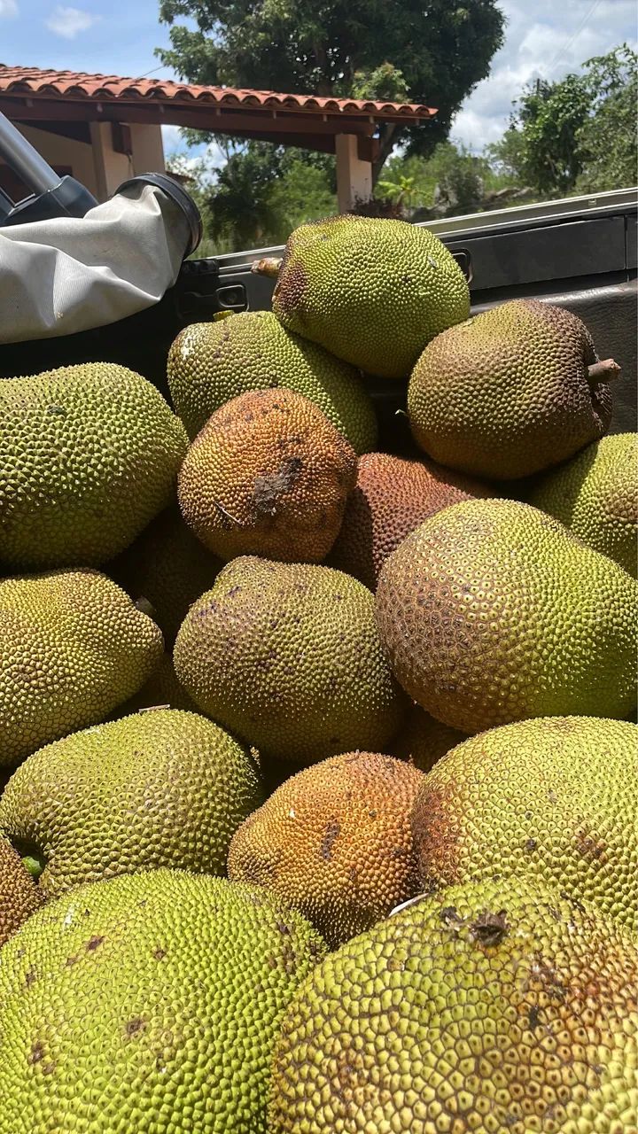 OPORTUNIDADE: Vendo Sitio escriturado perto de Bananeiras(10km) e Borborema (2k) - Foto 8
