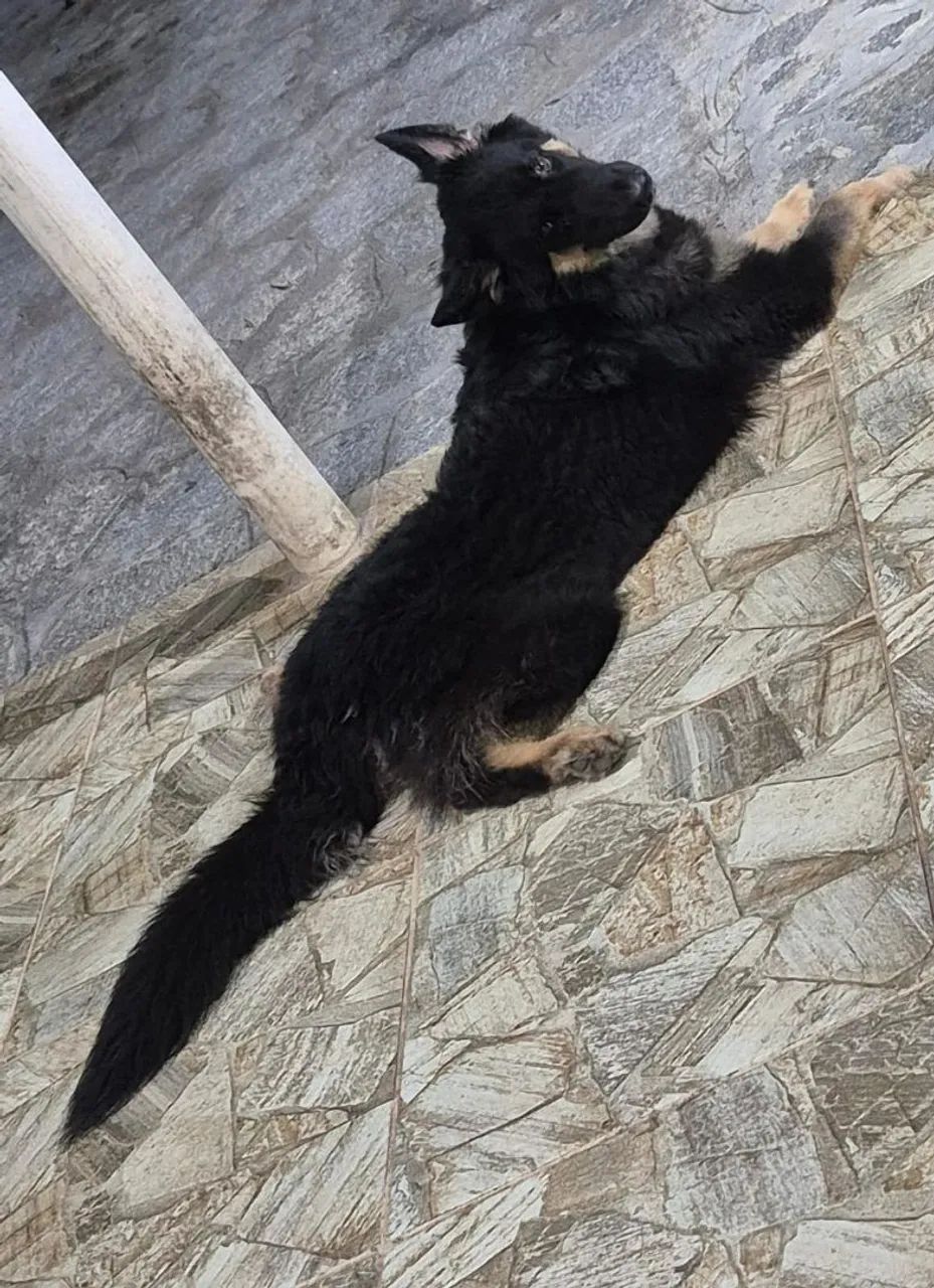 Cadela disponível para ser coberta