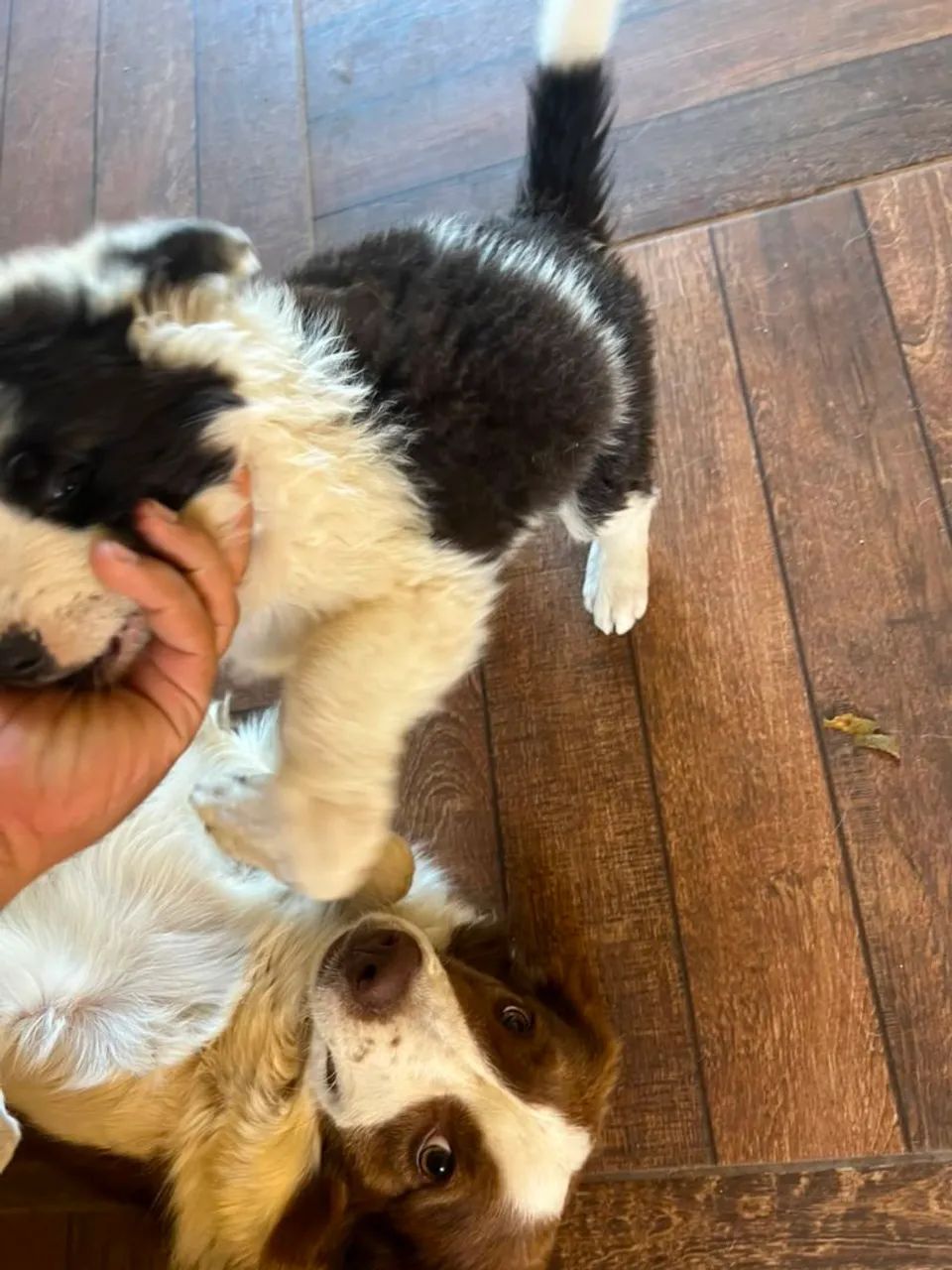 Border Collie  - Foto 4