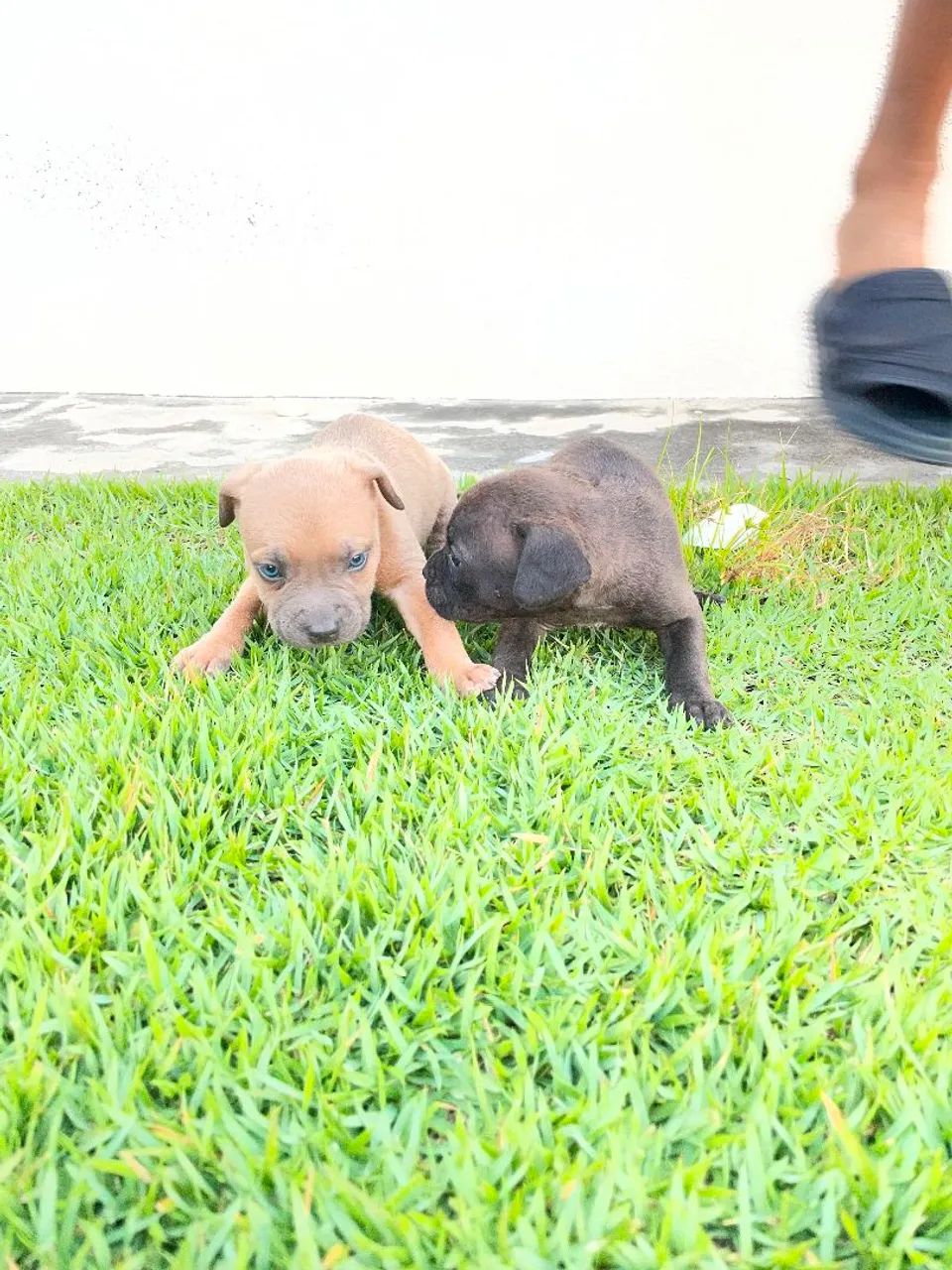 Filhotes de Pitbull com Pit Monster  - Foto 4