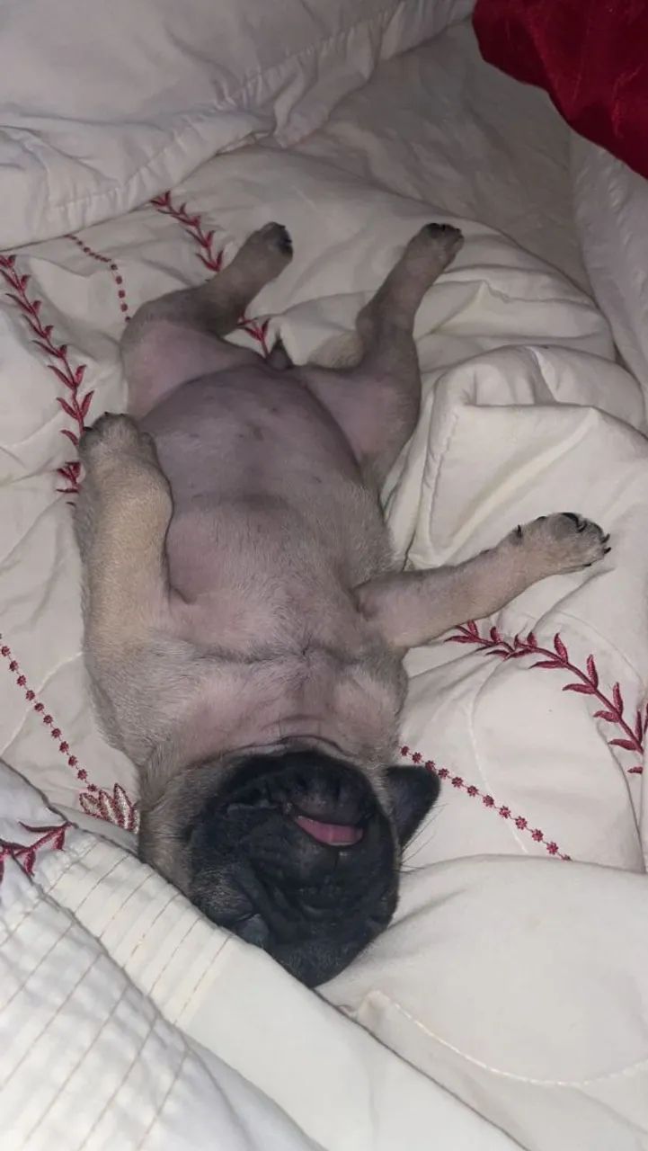Filhotes de Pug - Foto 3