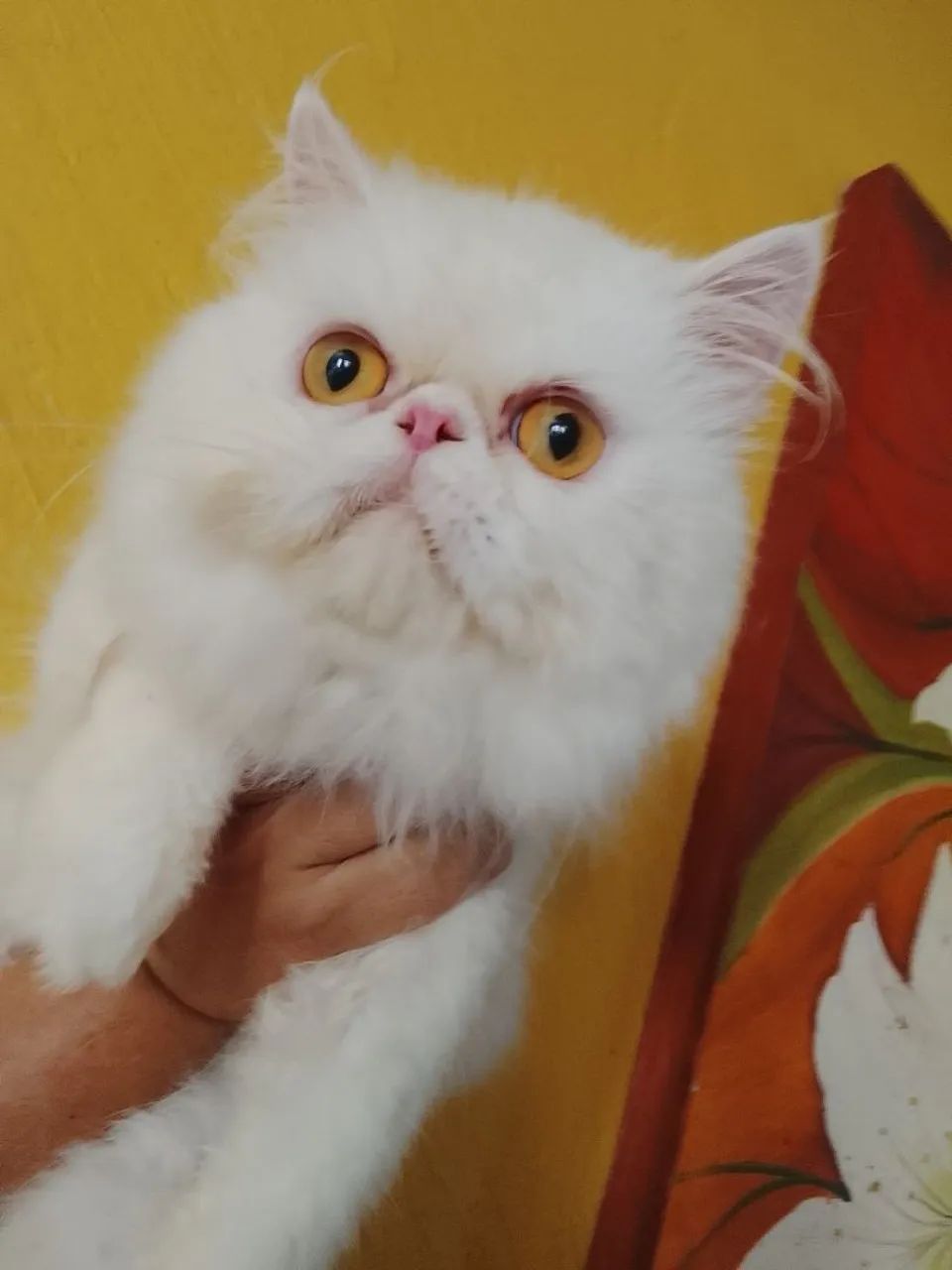 Gato persa garanhão  1 ano  - Foto 4