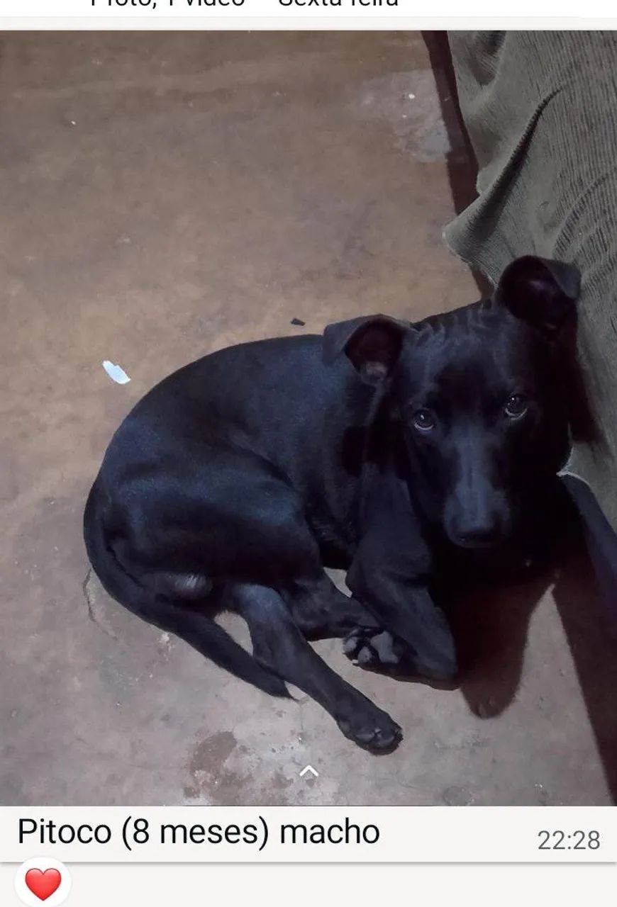 Cachorros p adoção responsável 