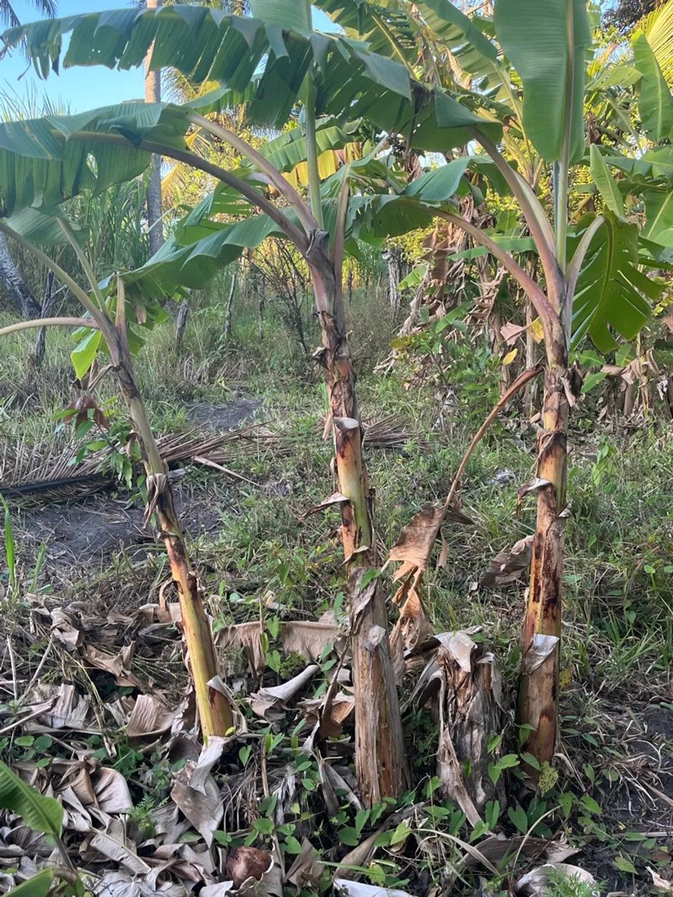 Pés de banana leite - Foto 2