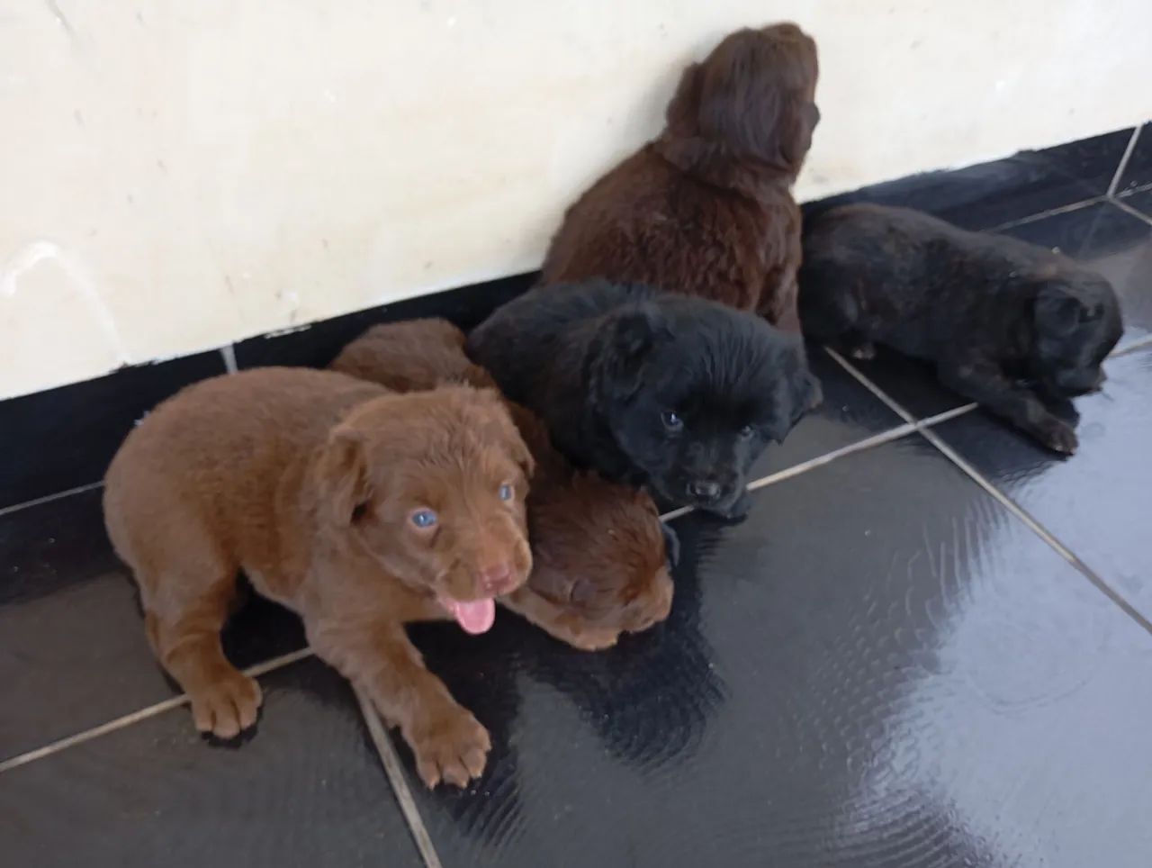 Kelpie Australiano com Border Collie  - Foto 4