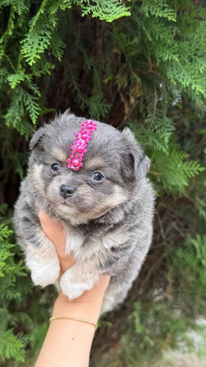 Chihuahua Fêmea Tricolor Blue Pelo longo - Foto 2