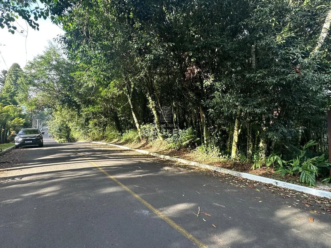 IPÊ AMARELO - Foto 3