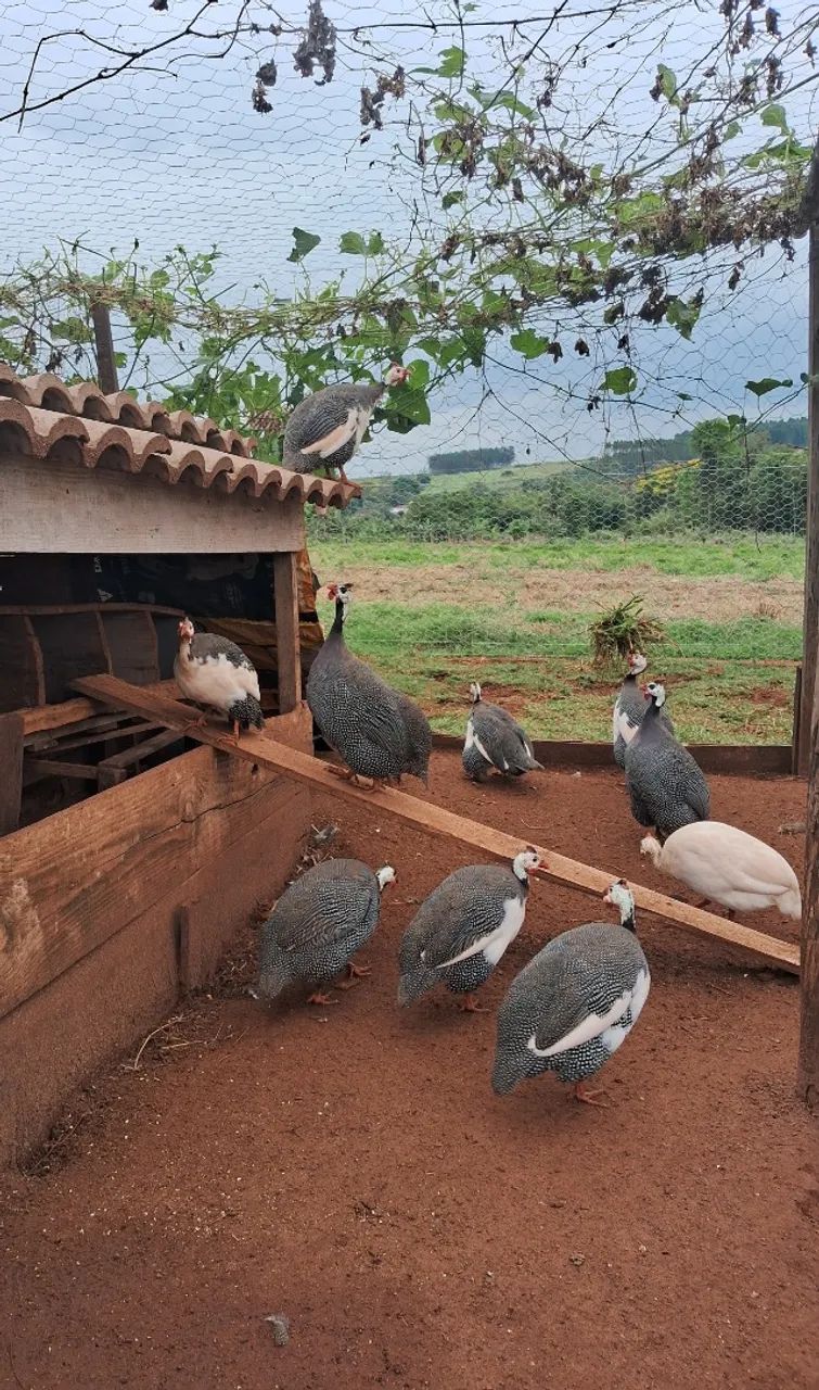 Galinhas da angola. - Foto 3