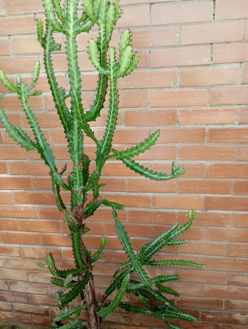 Cactos  Monstro e Candelabro - Foto 2