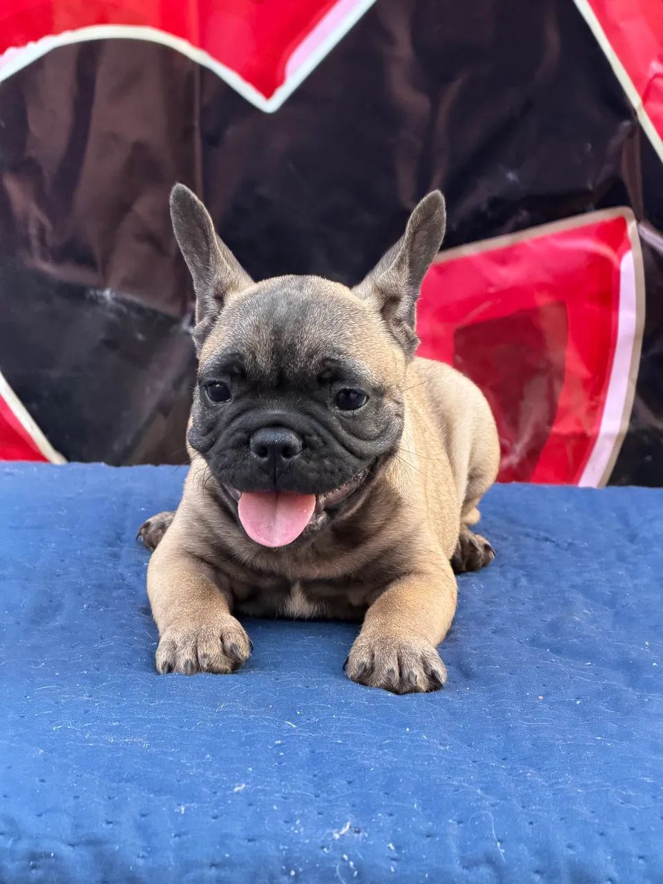 Buldogue francês micro exótico  - Foto 3