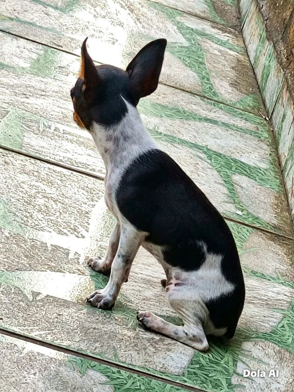 PINSHER - Foto 4