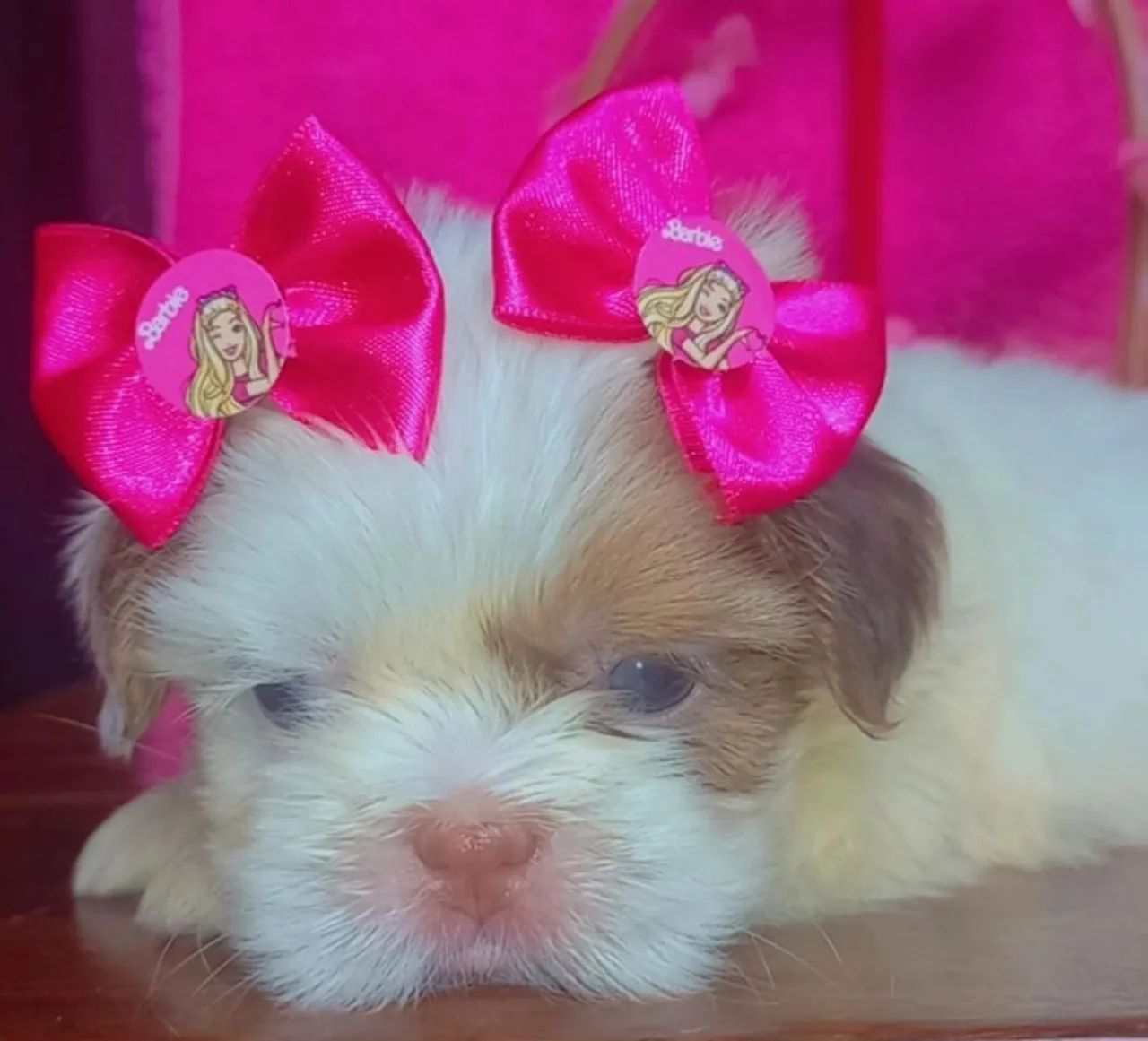 Shih tzu  - Foto 3