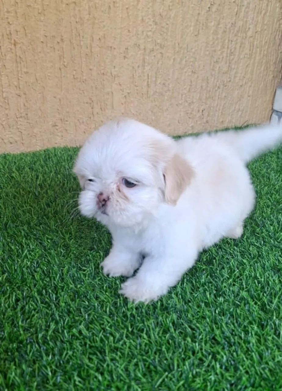 Shitzu Branco Mini Machos  - Foto 4