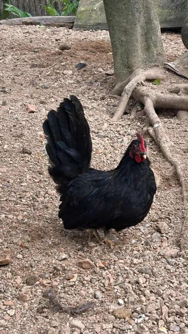 L O T É de Galos...Barbada! - Foto 5