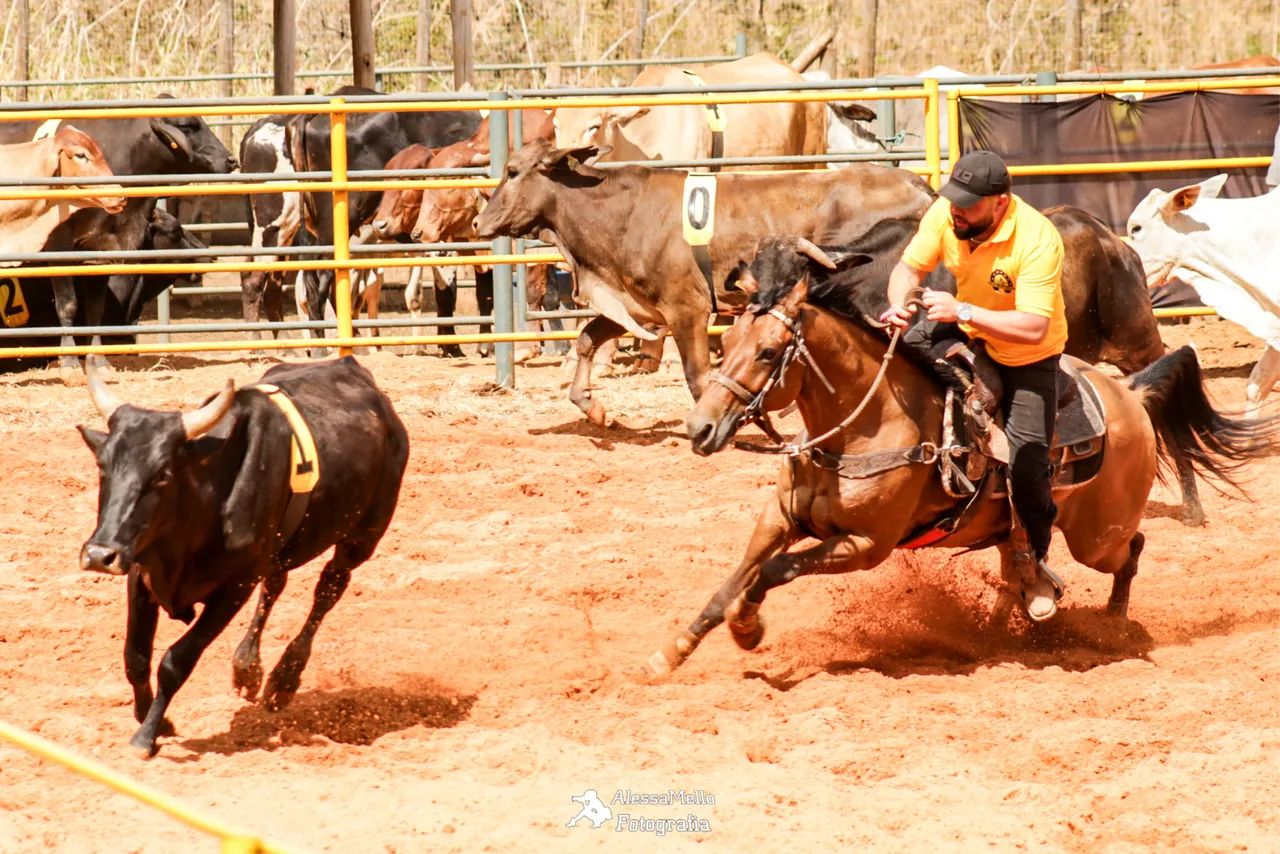 Cavalo quarto de milha  - Foto 4