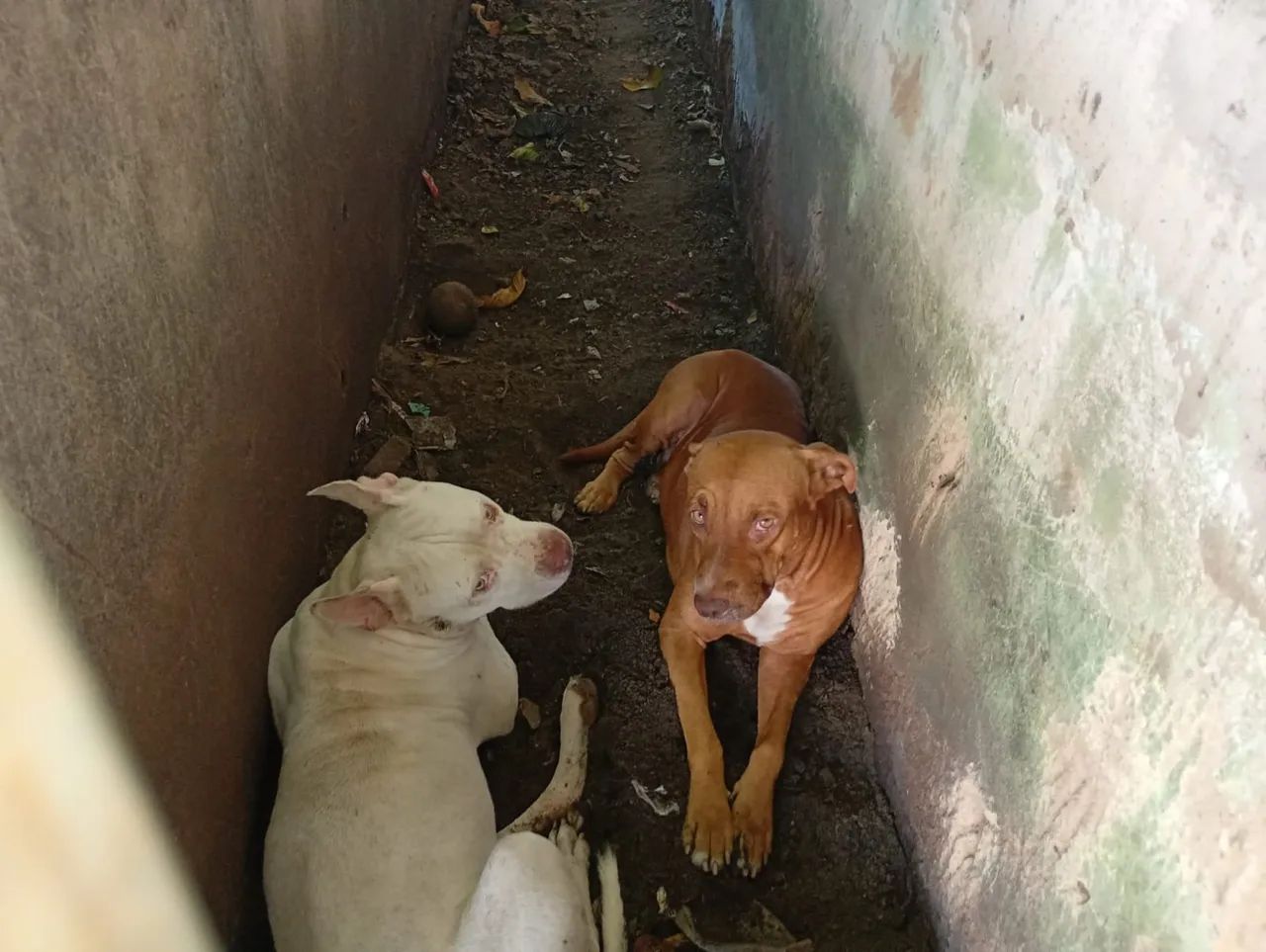 Pit bull  - Foto 5