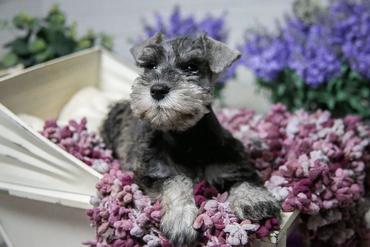 Schnauzer miniatura  - Foto 2