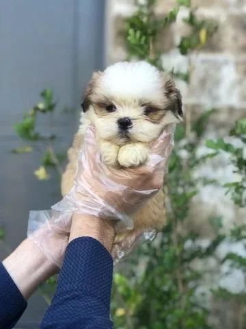 Shih tzu - Um Filhote Incrível Esperando por Você