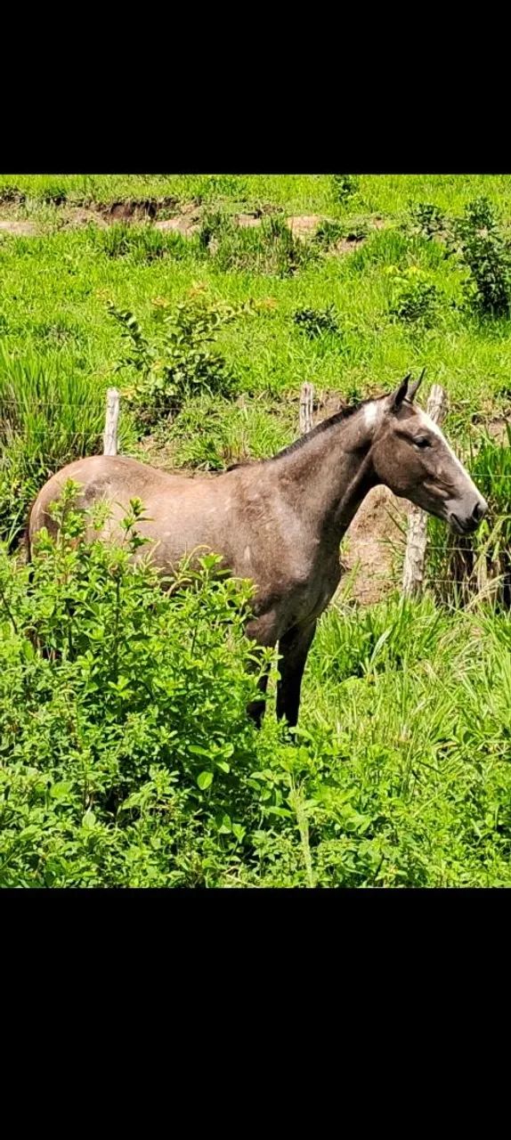Cavalos, Éguas, Potros e Potras da raça Mangalarga Marchador - Foto 2