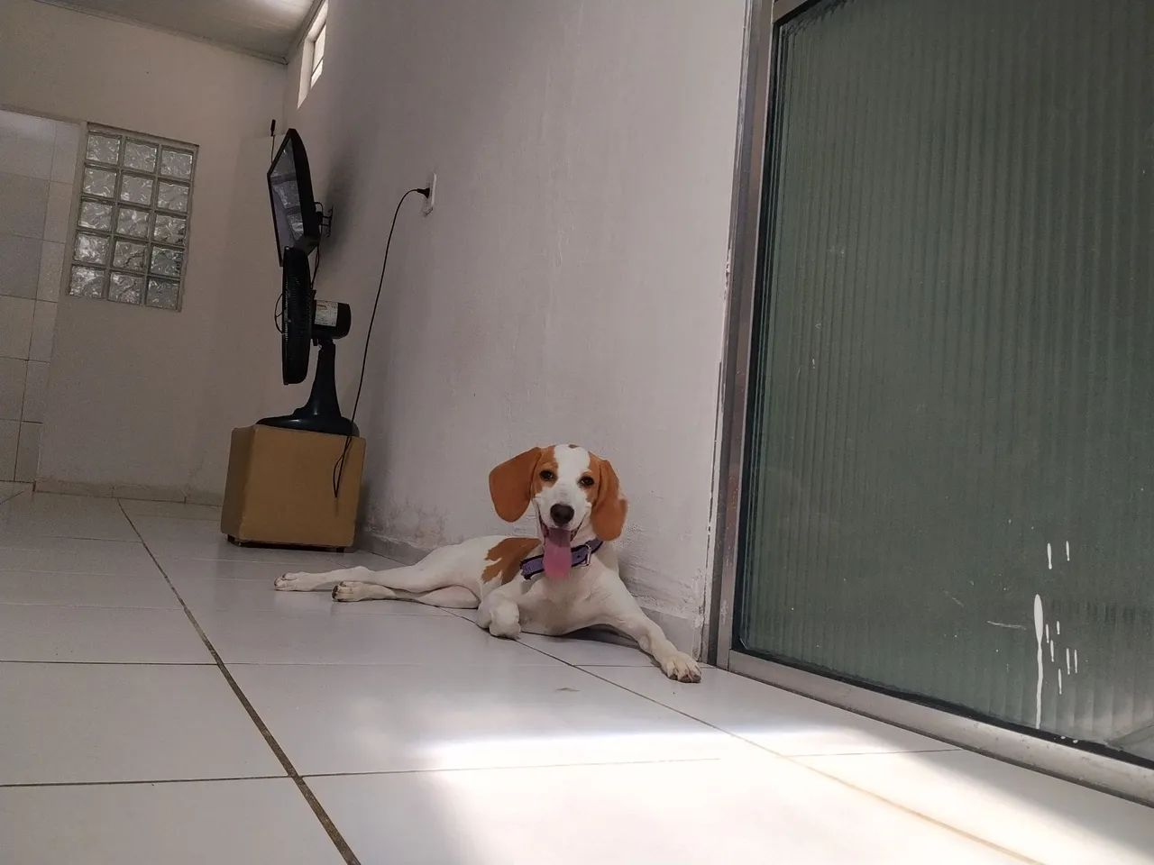 Beagle raceado 