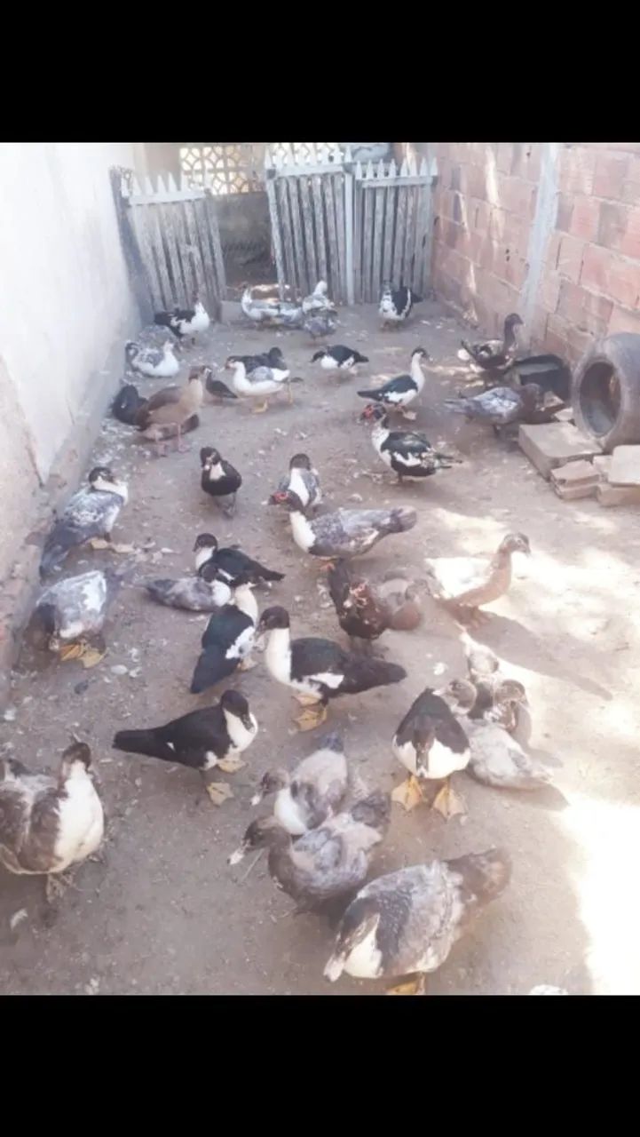 Aves - Foto 3