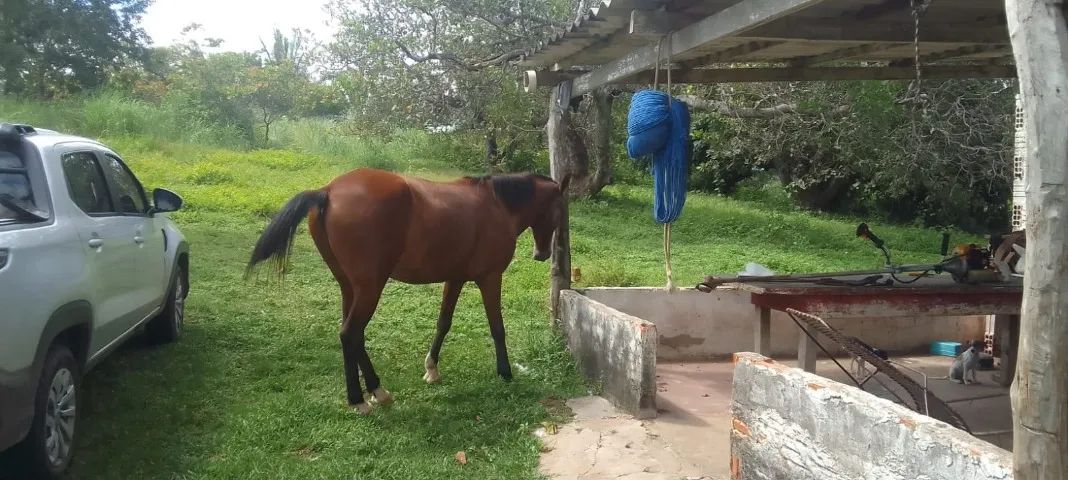 Cavalo - Foto 2